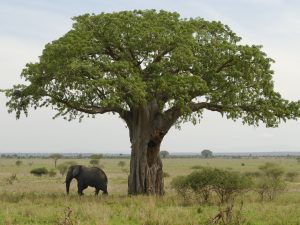 safari tanzania